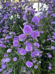 Purple Margaret Flowers in garden.