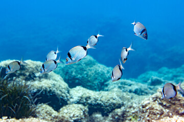 Fototapeta na wymiar Fish group bank nature beauty underwater uw portrait color