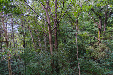 A park full of beautiful flowers in Nara Prefecture【Umamikyuryo Park】