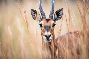 Fototapeten roan antelope heard moving through tall grass © primopiano