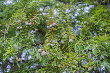 A park full of beautiful flowers in Nara Prefecture【Umamikyuryo Park】
