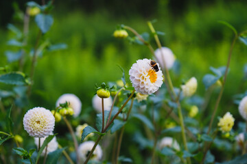 A park full of beautiful flowers in Nara Prefecture【Umamikyuryo Park】