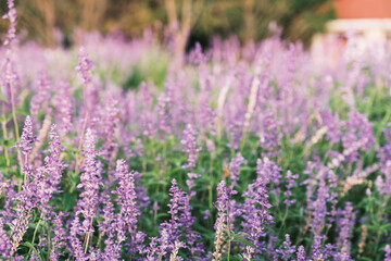 A park full of beautiful flowers in Nara Prefecture【Umamikyuryo Park】