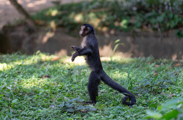 Curious Young Monkey on Hind Legs in Calm Forest Background