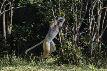 Diademed sifaka jumping