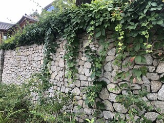 stone wall with ivy