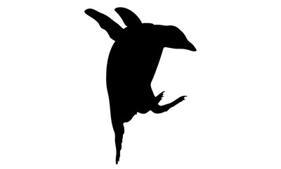 silhouette of flying penguin