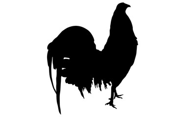silhouettes of rooster