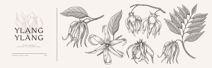 Set of flowers, buds and leaves of the ylang-ylang tree. Beautiful tropical plant in engraving style. Botanical vector illustration for floral design in perfumery and cosmetology. - obrazy, fototapety, plakaty
