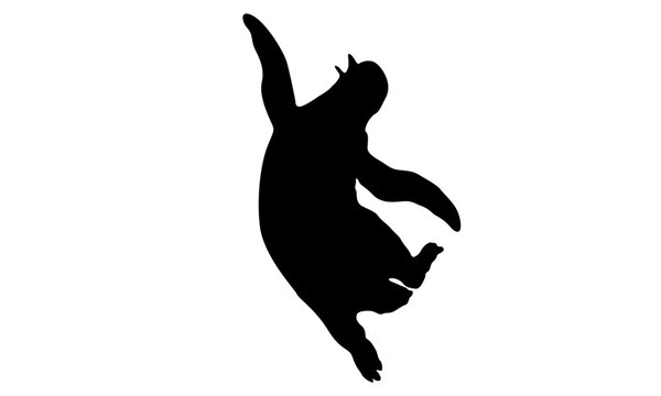 silhouette of dancing penguin