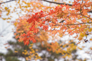 Beautiful autumn landscape.Colorful foliage in autumn.Falling maple leaf seasons.Maple leaves turn yellow, orange, red in autumn.