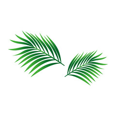 Make a Professional Coconut Leaf Vector