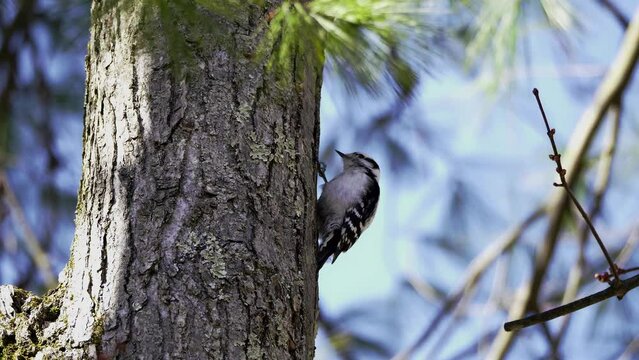 A downy woodpecker examines and pecks a tree. Shot from a low angle with a shallow depth of field.