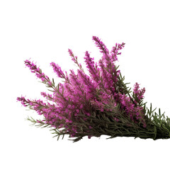 Heather flower isolated on transparent background