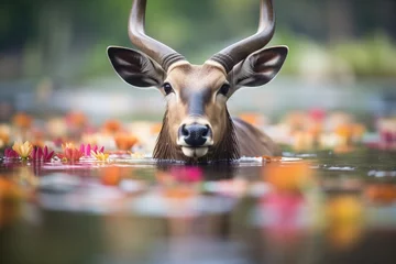 Poster waterbuck soaked in water amongst lilies © primopiano
