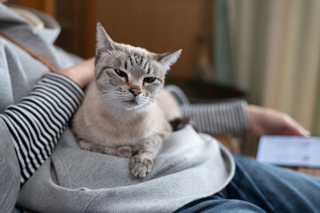 可愛い猫に触れる飼い主