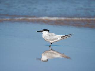 A sandwich tern standing at the beach