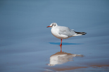 A black headed gull standing on the beach in a puddle of water