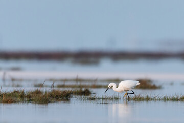 Little egret walking in the water during sunrise