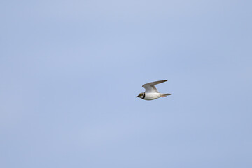 A Little Ringed Plover in flight on the beach