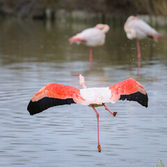 A Greater Flamingo running for take off