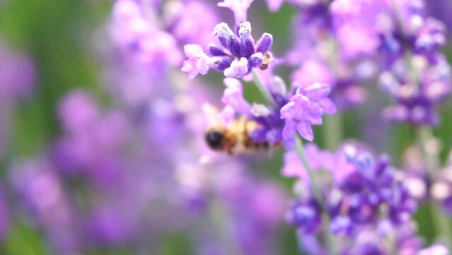 Lavender fields with fragrant purple flowers pollinated by bee at sunset. Lush lavender bushes in endless rows. Organic Lavender Oil Production in Europe. Garden aromatherapy. Slow motion, close up