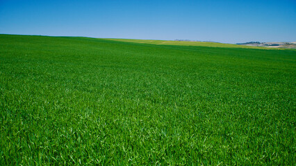 Green fields in spring. Blue skies, green fields and dirt roads. Clear skies and fertile fields in the sunshine.