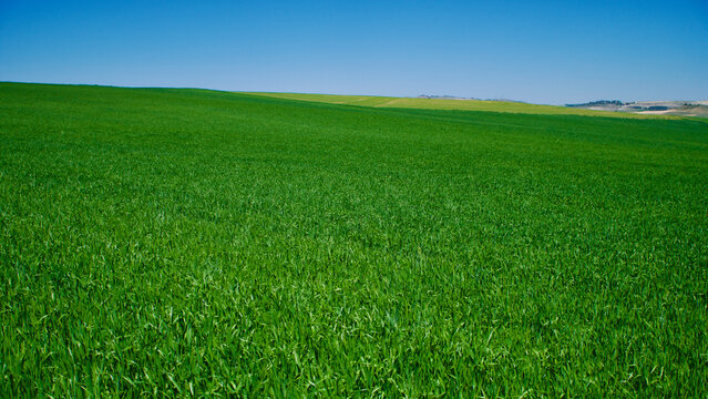Green fields in spring. Blue skies, green fields and dirt roads. Clear skies and fertile fields in the sunshine.