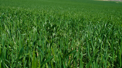 Green fields in spring. Blue skies, green fields and dirt roads. Clear skies and fertile fields in the sunshine.