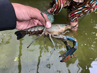 Prime freshwater lobster in a cultivated pond, captured at the peak of perfection. Ideal for culinary concepts and seafood enthusiasts