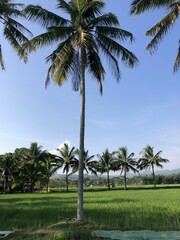 Fototapeta na wymiar Captivating rural landscape with lush green paddy fields, coconut trees, and crystal-clear stream. Serene countryside beauty