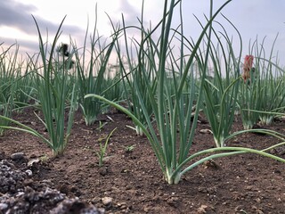 Obraz premium new onion plants growing in the field