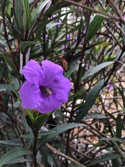 Vibrant Ruellia ungu, also known as Mexican petunia. Native to Mexico, the Caribbean, and South America, this Acanthaceae family member is perfect for pots or borders. with a honeybee nestled.
