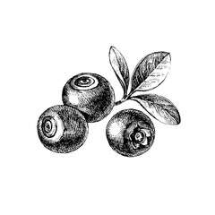 Hand drawn vintage sketch blueberry berries set. Vector illustration of eco food