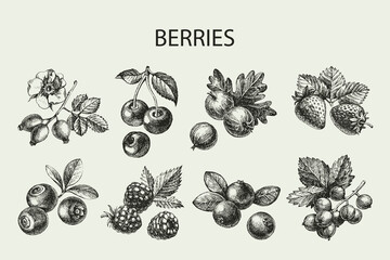 Hand drawn vintage sketch berries set. Vector illustration of eco food - 706928737