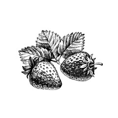 Hand drawn vintage sketch strawberry berries set. Vector illustration of eco food