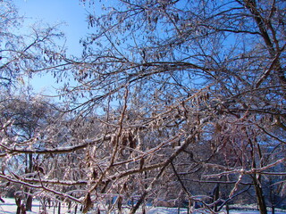 The unsurpassed beauty of the frozen treetops shining with bright lights under the rays of the frosty winter sun against the background of the blue sky.
