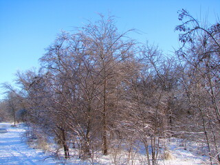 A view from below of bare winter trees, the branches of which are dusted with a white blanket of snow against the background of a clear blue sky.