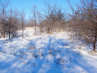 A unique natural picture of a combination of pure sky blue colors and a bright white snow carpet covering the foot of the steppe forest strip.