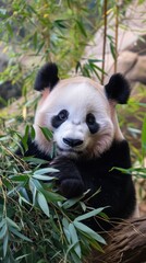 Fototapeta premium Panda background . Vertical background 