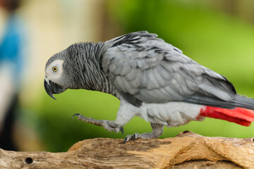 African grey parrot (Psittacus erithacus) walking on wood tree branch