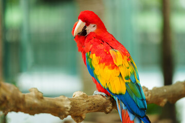 scarlet macaw (Ara macao), red parrot on wood tree branch