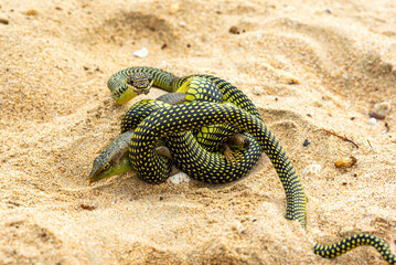 Paradise tree snake devours a lizard at the beach of the island of Ko Jum in the south of Thailand