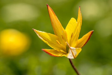wild tulip seen in the Vercors in spring
