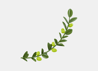 Realistic olive branch 3d render isolated on white background. Symbol of peace. Olives oil sign. Greek religious sign. Healthy products label. Organic cosmetics. Eco food. Natural element.