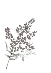 水墨画風水彩で描いた南天の実 枝葉付きのモノトーンのイラスト 白バック 透過背景 コピースペース