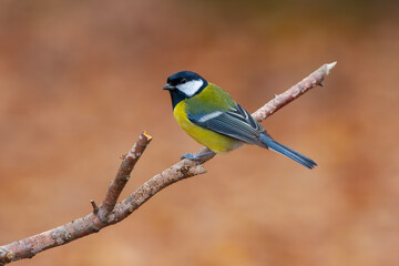 Fototapeta premium cute little bird in yellow black colors,Great Tit, Parus major