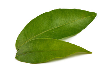 Obraz premium Green citrus leaves, isolated on white background.