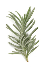 Lavender spice, isolated on white background.