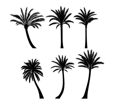 Silhouette of a date palm tree vector isolated on white background.